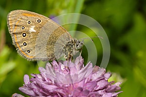 Brown butterfly on field flowers, close-up