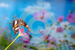 A brown butterfly flies over a rain lily flower, green plant background and colourful flowers