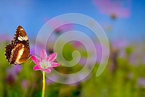 A brown butterfly flies over a rain lily flower, green plant background and colourful flowers