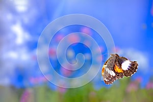 A brown butterfly flies over a rain lily flower, green plant background and colourful flowers