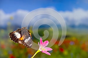 A brown butterfly flies over a rain lily flower, green plant background and colourful flowers