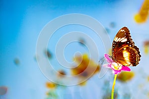 A brown butterfly flies over a rain lily flower, green plant background and colourful flowers