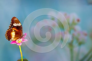 A brown butterfly flies over a rain lily flower, green plant background and colourful flowers