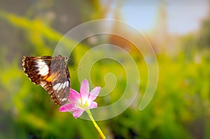 A brown butterfly flies over a rain lily flower, greenery background and bright sunshine