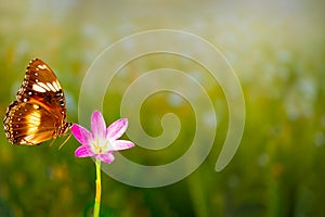 A brown butterfly flies over a rain lily flower, greenery background and bright sunshine