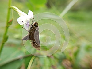Brown butterfly on flower