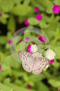 Brown butterfly on flower with blur garden background