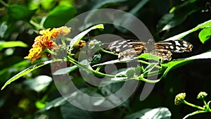 Brown butterfly on flower stem