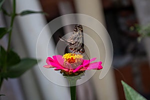 Brown butterfly in front position drinking nectar from the flower Zapato de Obispo photo