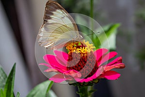 Brown butterfly in front position drinking nectar from the flower Zapato de Obispo photo