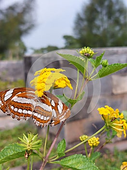 Brown butterfly grasped at the yellow flower