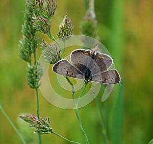 Brown butterfly on the grass