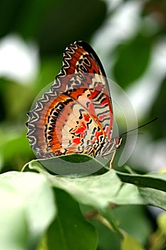 Brown butterfly on green leaf