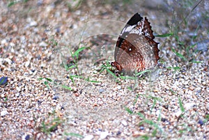 Brown butterfly on ground with gravel and green grass background