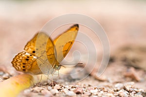Brown butterfly on the ground, macro close up, with depth of field, focus at the eye, with copy space