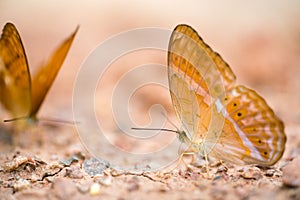 Brown butterfly on the ground, macro close up, with depth of field, focus at the eye, with copy space