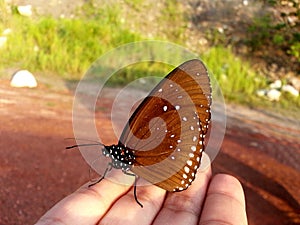 Brown butterfly have white dot on wing stop and stand on hand