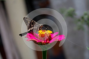 Brown butterfly in lateral position drinking the nectar from the flower Zapato de Obispo photo