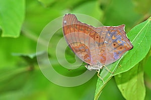 Brown Butterfly on leaf