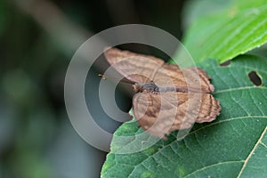 Brown butterfly on leaf green