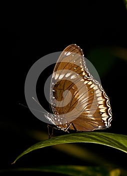 Brown butterfly on leaf plants