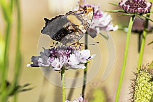 Brown butterfly on a lilac flower Scabiosa Columbaria taking from her under the sun. Mariposa marrÃÂ³n sobre una flor lila Scabiosa photo
