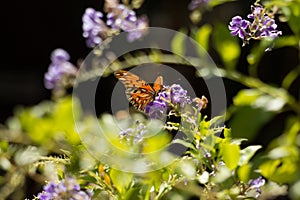 Brown butterfly on a lilac flower in a spring atmosphere background. Beautiful nature picture on sunny day. Selective soft focus.