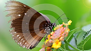 brown butterfly looking for pollen on colorful flowers, macro photo of this gracious and fragile Lepidoptera