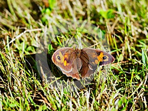 brown butterfly lying on the grass