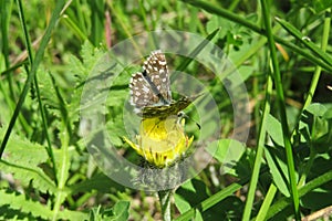 Brown butterfly in the meadow, closeup