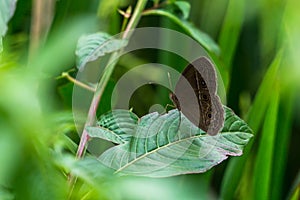 Brown Butterfly in The Morning