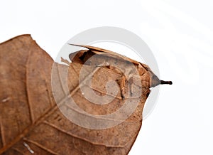 Brown butterfly moth on dry leaf isolated on white background