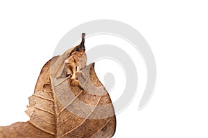 Brown butterfly moth on dry leaf isolated on white background