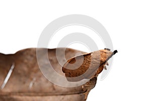 Brown butterfly moth on dry leaf isolated on white background