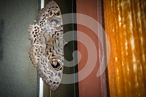 Brown Butterfly Moth Lasiocampidae on the window