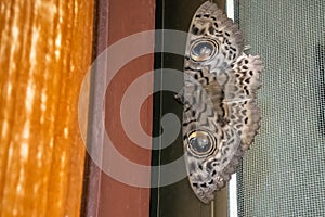 Brown Butterfly Moth Lasiocampidae on the window