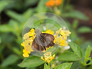 Brown Butterfly is Nectar