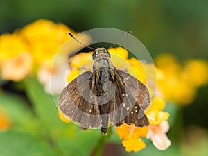 Brown Butterfly is Nectar