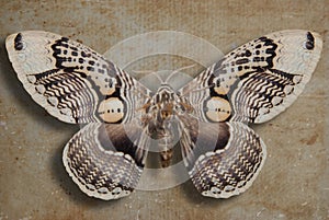 Brown butterfly on old paper background