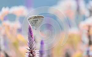 Brown butterfly perched on a flowe