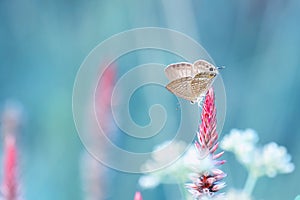 Brown butterfly perched on a flower