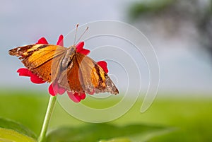 A brown butterfly perched on a red zinnia flower, has a soft green grass background and warm sunlight