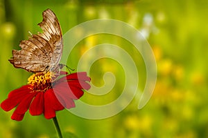 A brown butterfly perched on a red zinnia flower, has a soft green grass background and warm sunlight