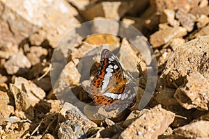 Brown butterfly perched on a rock