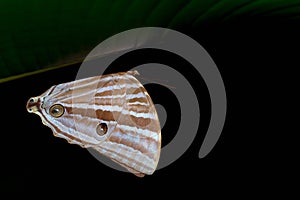 Brown butterfly perching on green leaf with blurred background