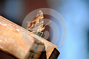 Brown butterfly perching on wooden handrail.