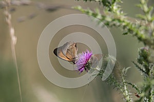 Brown butterfly on plume thistle plant flower