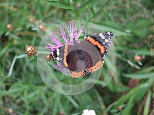 brown butterfly on purple flowers