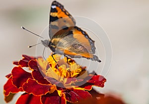 Brown butterfly on red yellow flower