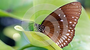 brown butterfly resting on a green leaf, this fragile lepidoptera has wide wings and long antennas